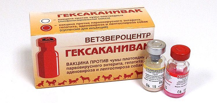 вакцина для собак "гексаканивак" против чумы плотоядных, парвовирусного энтерита, инфекционного гепатита, аденовироза и лептоспироза.